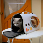 Caja Bolso transportadora de Mascotas Gatos o Perros - Verde - Imagen 5